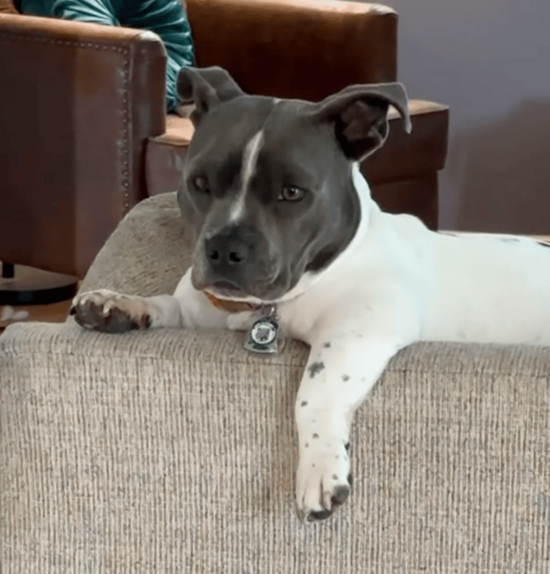 This Rescue Pit Bull Sucking on a Blanket While Sleeping Will Melt Your Soul